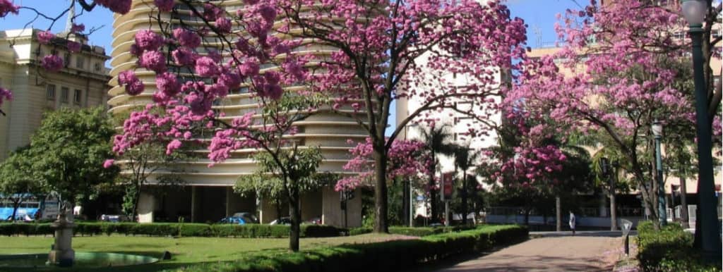 Árvores floridas e rosadas ladeiam uma passarela em um ensolarado parque municipal de Belo Horizonte, com um prédio circular singular e outras estruturas ao fundo. Arbustos bem cuidados margeiam o caminho, e algumas pessoas são visíveis ao longe.