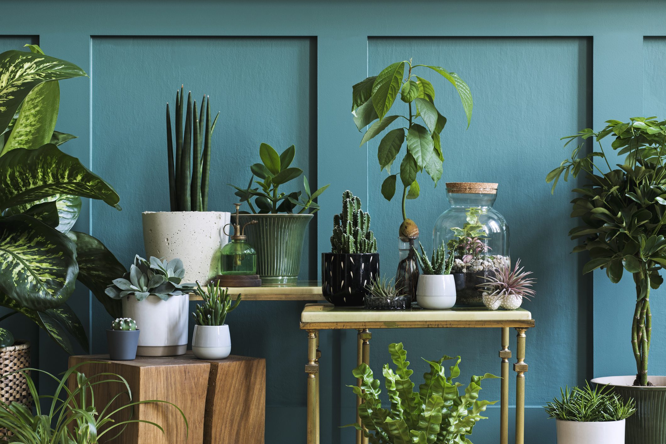 Mix de plantas de diversas espécies em uma parede azul e itens decorativos para apoiar os vasos.