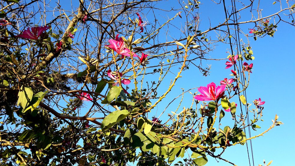 Galhos com flores rosa vibrantes e folhas verdes estendem-se em direção a um céu azul límpido, evocando a beleza natural dos parques de Campinas. Alguns galhos estão nus e fios de energia são visíveis no lado direito da imagem.