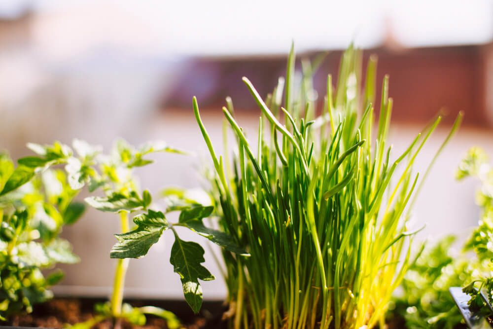 Um close de cebolinhas verdes e pés de tomate crescendo lado a lado no solo, banhados pela luz do sol — um exemplo perfeito de uma horta em apartamento com um fundo brilhante e desfocado.