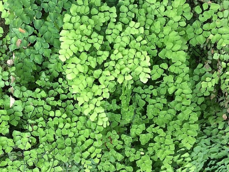 Pequenas folhas de Avença imagem que ilustra matéria sobre plantas de sombra