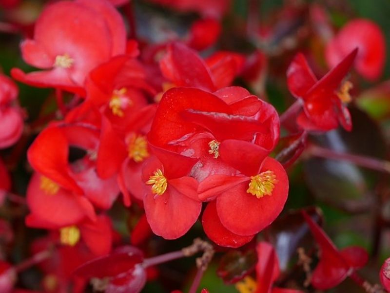 Begônias Vermelhas imagem que ilustra matéria sobre plantas de sombra
