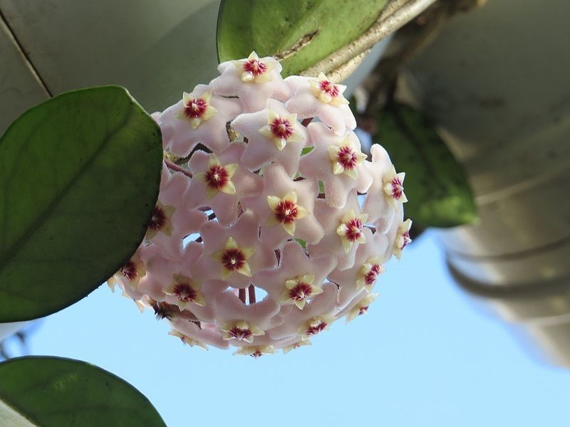 Imagem de uma Flor de Cera imagem que ilustra matéria sobre plantas de sombra