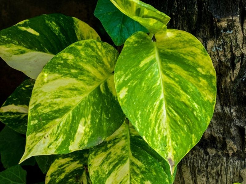 Imagem da folha da Jiboia imagem que ilustra matéria sobre plantas de sombra