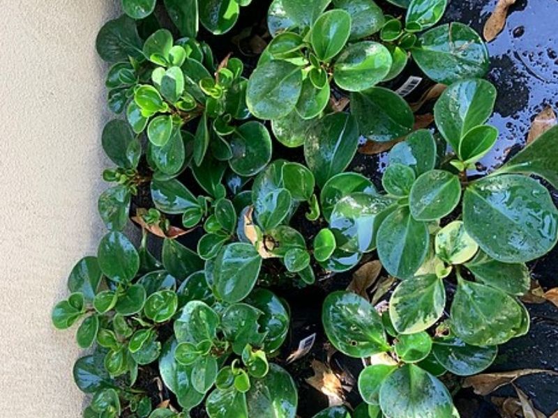 Folhas de Peperômia imagem que ilustra matéria sobre plantas de sombra