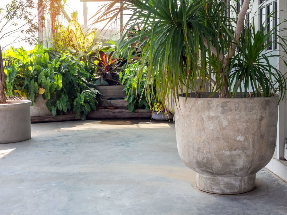 Grandes vasos de cimento com uma planta alta e frondosa no primeiro plano, cercados por várias outras plantas verdes em vasos em um pátio interno iluminado pelo sol, com piso de concreto liso.