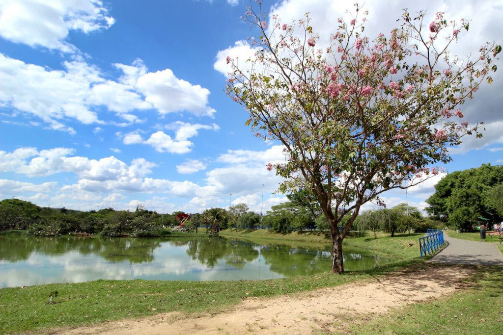 Foto que ilustra matéria sobre parques em sorocaba mostra a vista do parque das aguas com um lago e uma arvore