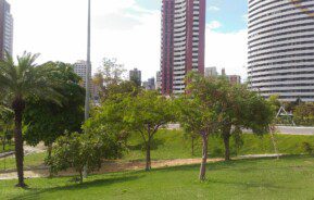Foto que ilustra matérias sobre parques em Fortaleza mostra um gramado e árvores que fazem parte do Parque Estadual do Cocó, com prédios ao fundo.