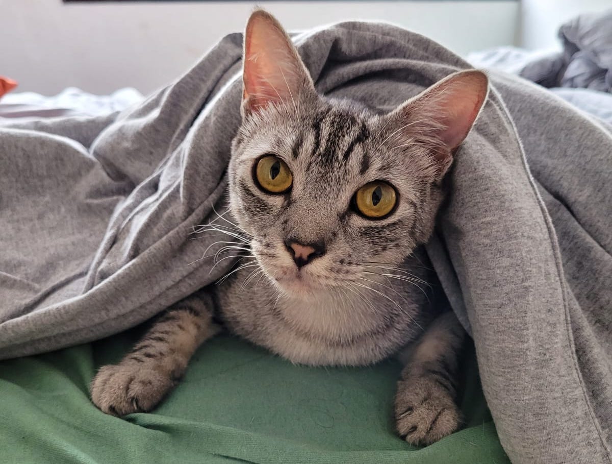 Um gato malhado cinza com olhos amarelos está deitado sob um cobertor cinza, com a cabeça e as patas dianteiras para fora, olhando diretamente para a câmera.