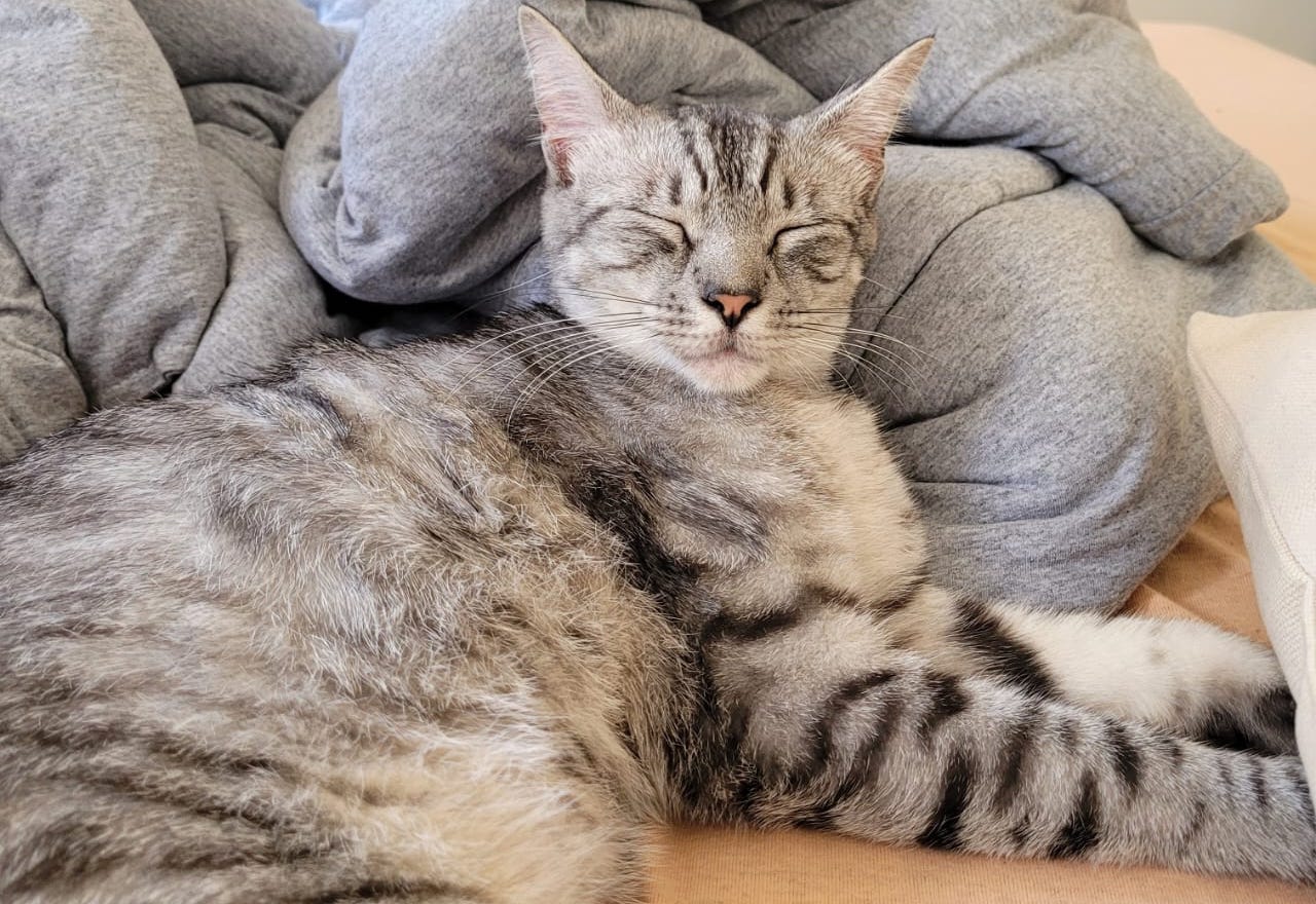 Um gato malhado cinza está deitado em uma cama com os olhos fechados, apoiado em uma pilha de cobertores cinzas. Seu pelo é listrado e fofo, e ele parece satisfeito e relaxado.