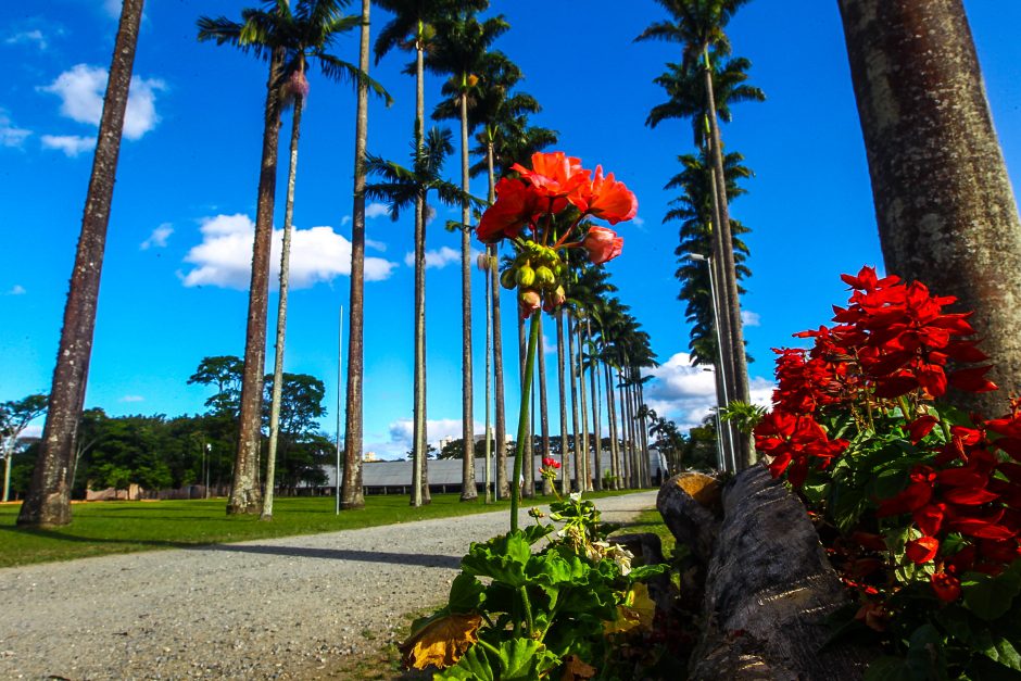 Uma trilha de terra ladeada por palmeiras altas sob um céu azul brilhante no Parque em São José dos Campos, com flores vermelhas vibrantes e folhas verdes em primeiro plano. Nuvens brancas e fofas pontilham o céu, criando um cenário tropical e colorido.