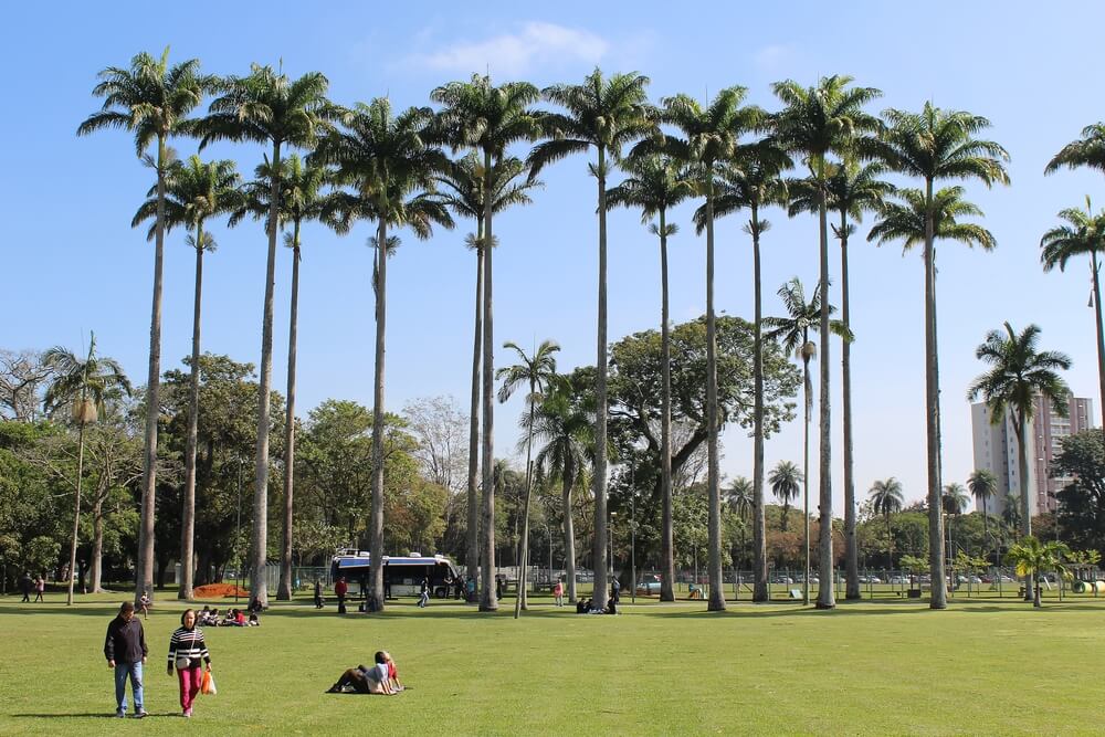 As pessoas relaxam e caminham em um grande gramado cercado por palmeiras altas sob um céu azul claro — um dia perfeito para vivenciar como é morar em São José dos Campos, com ônibus e prédios aninhados entre árvores encantadoras ao fundo.