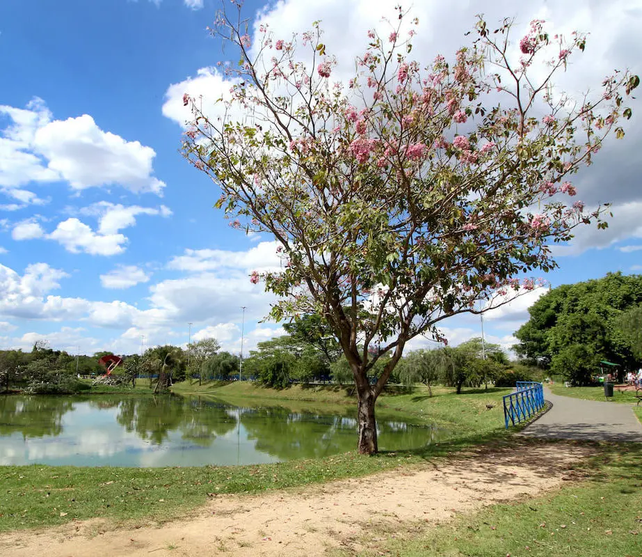 Imagem de árvore, gramado e lago no Parque das Águas, em Sorocaba