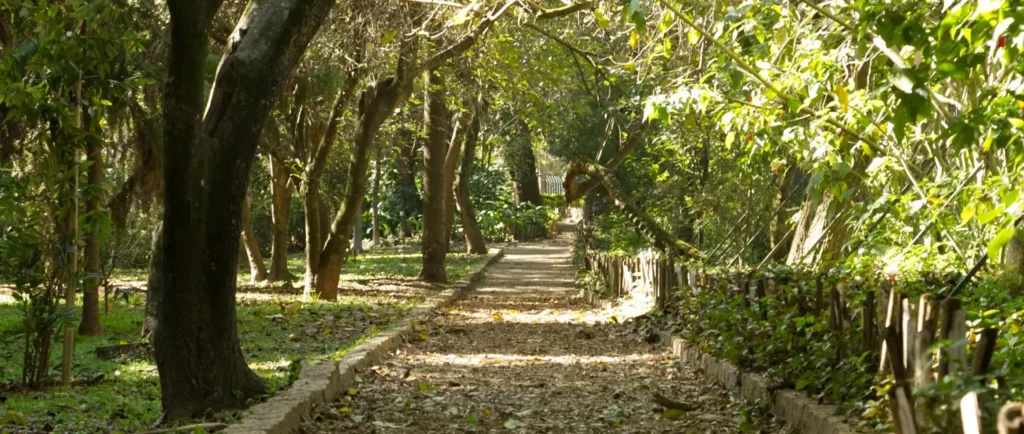 Imagem de uma trilha no Parque Severo Gomes, em São Paulo, mostra árvores altas projetando sombras no chão