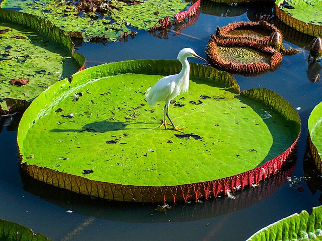 Imagem que ilustra matéria sobre o que fazer em Belém do Pará mostra o Mangal das Garças