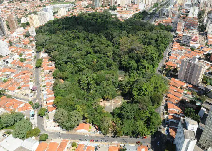 Imagem da vista aérea da copa das árvores do Bosque dos Jequitibás, em Campinas, São Paulo