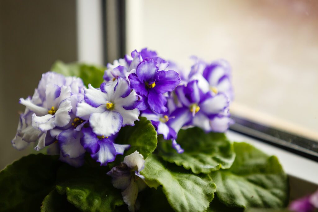 Imagem que ilustra matéria sobre como cuidar de violetas mostra uma violeta em frente à janela