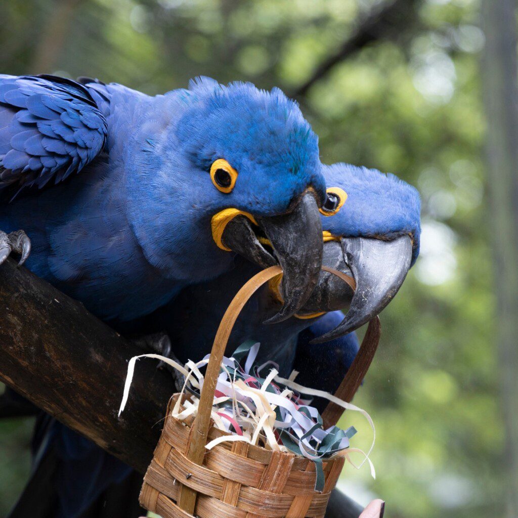 Foto que ilustra matéria sobre o Zoológico de São Paulo mostra duas araras azuis segurando uma cestinha. Foto disponibilizada na Página do Facebook oficial do Zoológico de São Paulo