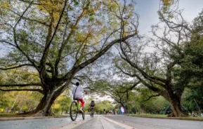 Imagem de uma pessoa andando de bicicleta em uma trilha arborizada no Parque do Ibirapuera, com grandes galhos arqueados no alto e outras pessoas visíveis à distância