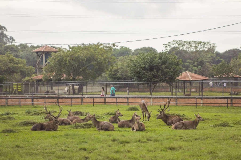 Imagem de um dos espaços do Zoológico Municipal de Curitiba para ilustrar matéria sobre lugar para passar o dia em Curitiba
