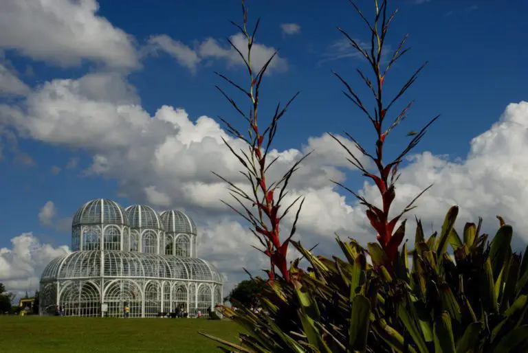 Imagem panorâmica da estufa do Jardim Botânico Municipal em segundo plano e uma planta em primeiro plano para ilustrar matéria sobre parque mais bonito de Curitiba