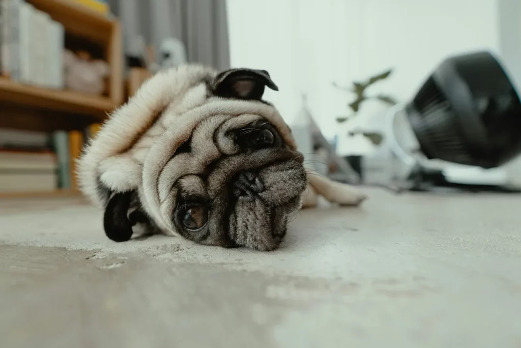 Foto que ilustra matéria de cachorros para apartamento mostra um cão da raça Pug (Foto: Unsplash)