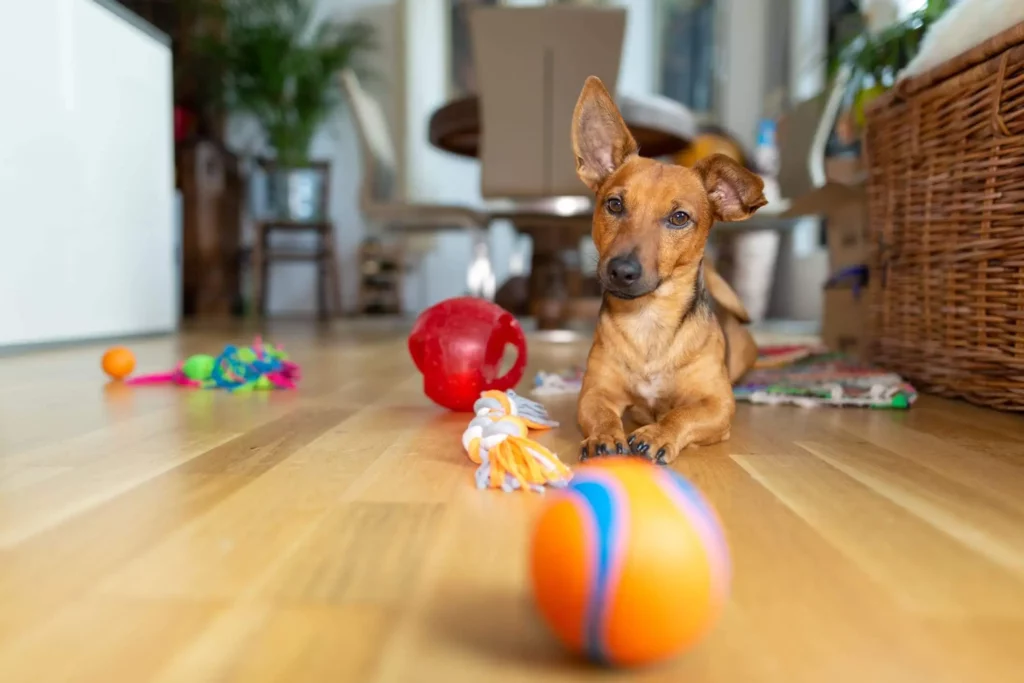 Imagem de um cachorro com a orelha levantada deitado no chão de uma casa com vários brinquedos ao redor para ilustrar matéria sobre o que é um espaço pet