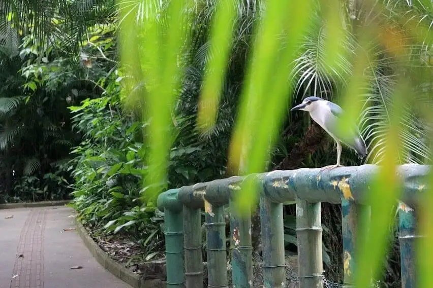 Imagem de um pássaro em uma grade verde desgastada pelo tempo, em um jardim exuberante e arborizado do Orquidário Municipal de Santos. 