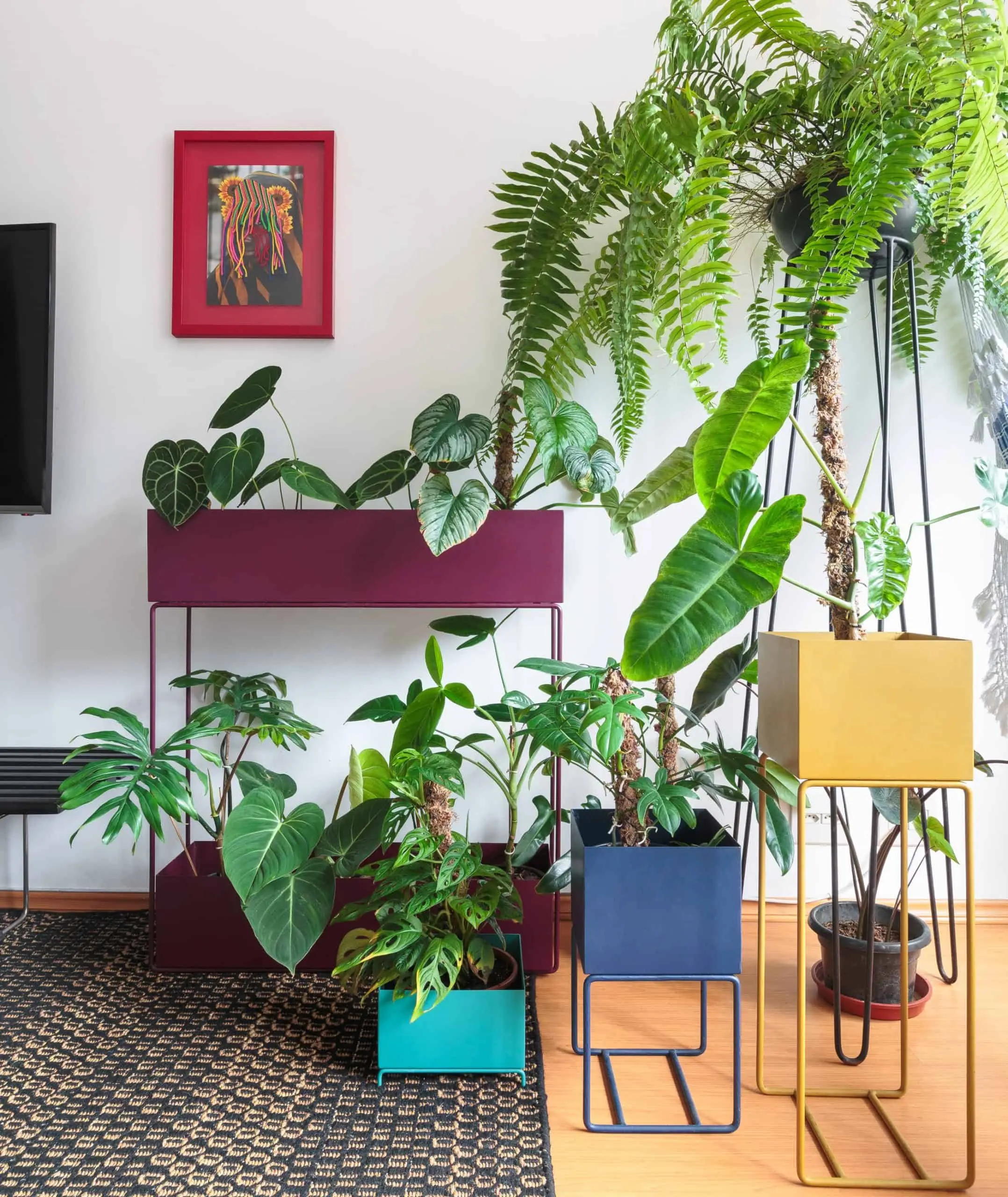 Um grupo de plantas verdes em vasos coloridos — azul, amarelo e marrom — estão dispostas sobre um piso de madeira contra uma parede branca em um apartamento no Butantã, com uma pequena obra de arte emoldurada e parte de uma TV visíveis.