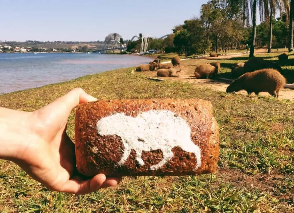 Uma mão segura um pão com um estêncil branco de uma capivara, enquanto capivaras reais pastam na grama perto de um lago em Brasília ao fundo.