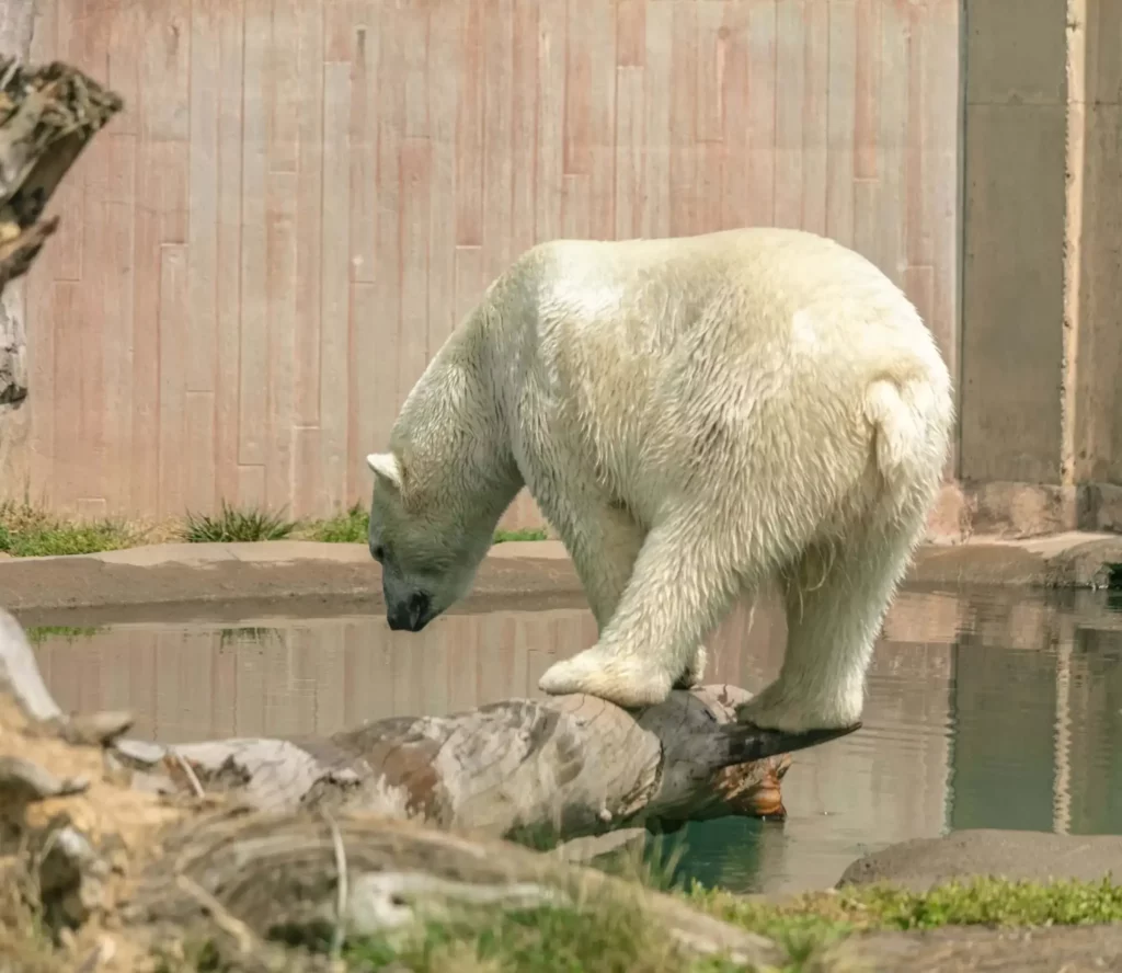 Imagem de um urso-polar no Aquário de São Paulo para ilustrar matéria sobre o aquário de SP