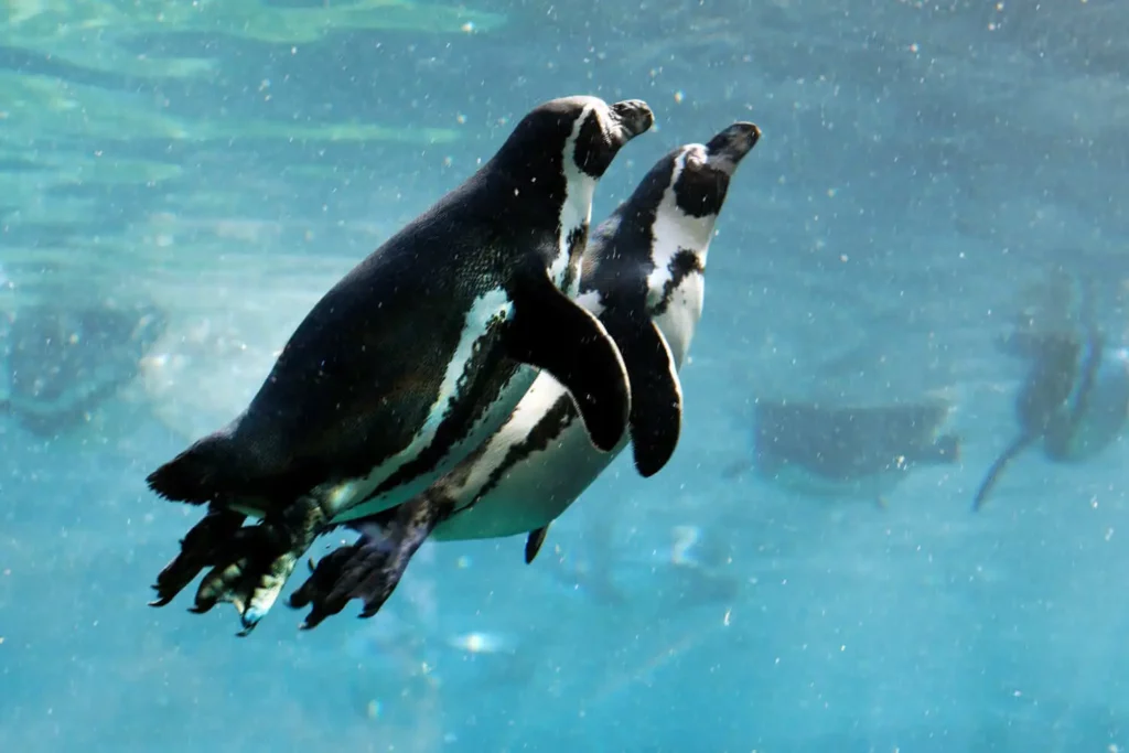 Imagem de dois pinguins nadando dentro d’àgua para ilustrar matéria sobre o aquário em SP