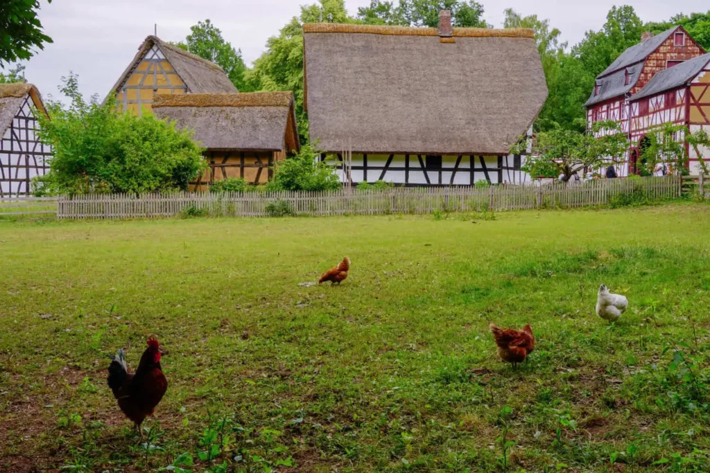 Imagem de várias galinhas ciscando em um pátio gramado em frente a casas com telhado de palha, típicas de uma chácara ou sítio. Cercas e árvores completam o cenário tranquilo.