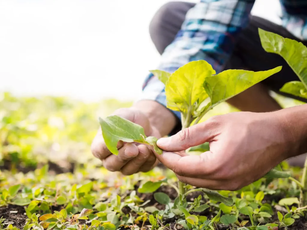 Imagem de uma pessoa de camisa xadrez examinando uma planta entre mudas verdes, refletindo o cuidadoso trabalho agrícola em uma chácara ou sítio.