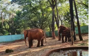 Foto que ilustra matéria sobre o que fazer com crianças em Ribeirão Preto mostra elefantes do Bosque e Zoológico Fábio Barreto (Foto: Divulgação | Prefeitura de Ribeirão Preto)