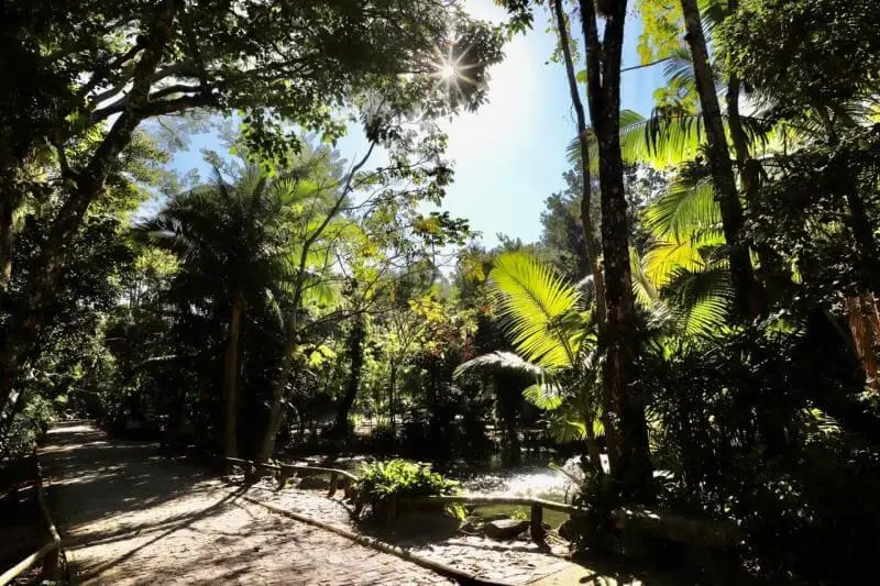 Imagem da paisagem natural do Parque do Córrego Grande mostra árvores e plantas para ilustrar matéria sobre o melhor parque em Santa Catarina