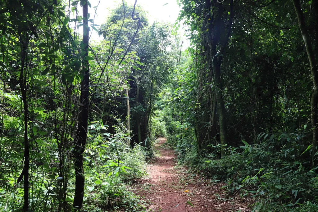 Uma trilha estreita de terra serpenteia por uma floresta verdejante e exuberante, com vegetação densa e árvores altas de ambos os lados, criando uma atmosfera sombreada e tranquila que lembra os parques de Campinas.