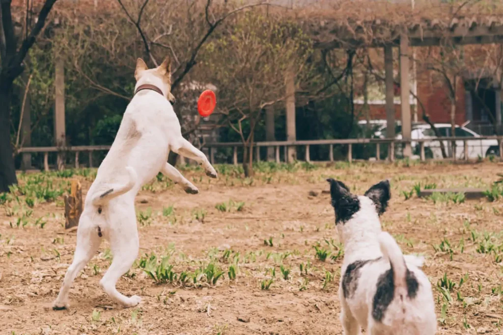 Imagem de dois cães brincando ao ar livre para ilustrar matéria sobre parques para cachorros. Um deles está pulando no ar para pegar um frisbee vermelho, enquanto o outro cão observa. Eles estão em uma área de terra e gramado com árvores e uma cerca de madeira ao fundo.
