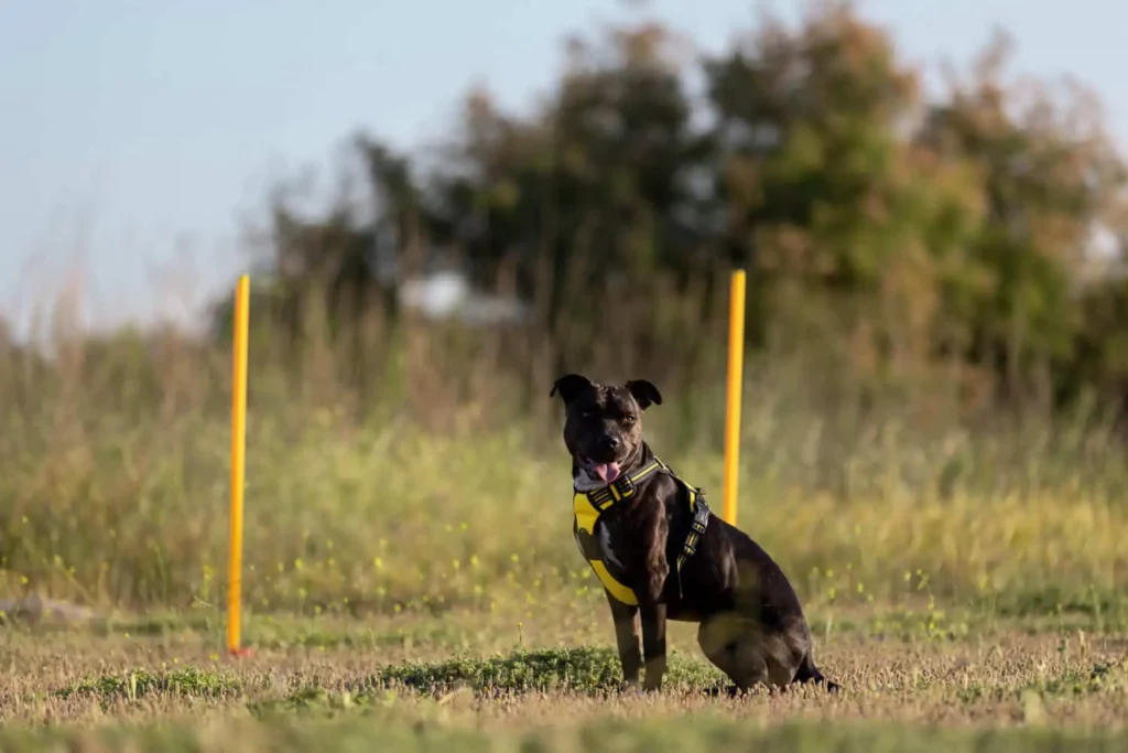 Imagem de um cachorro preto usando uma coleira amarela sentado na grama em um campo aberto, com dois postes amarelos e árvores borradas ao fundo sob um céu claro, para ilustrar matéria sobre parques pet friendly.