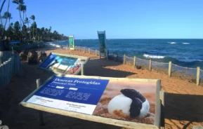 Um quadro informativo sobre ninhos de tartarugas protegidos fica em uma praia de areia à beira-mar, com palmeiras, cercas e placas ao longo da costa sob um céu azul claro.